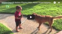 Filmpje Dinsdag 9 mei: Honden, baby’s, water