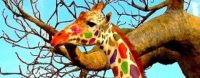 Donderdag 13 juli Plaatje: Gekleurde giraffes