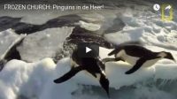 Zondag 13 augustus Filmpje: Pinguïns in de Heer