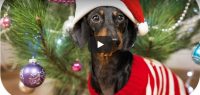 Zondag 24 december Filmpje: Hond versiert kerstboom