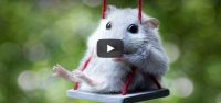 Vrijdag 23 maart Filmpje: Schattige muisjes