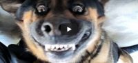 Dinsdag 8 mei Filmpje: Blaffende honden