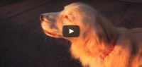 Maandag 8 oktober Filmpje: Hond doet sirene na
