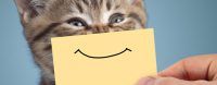 Vrijdag 26 juli Plaatje: Lachende kat