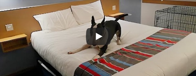 Zondag 11 oktober Filmpje: Hond is dol op hotelbed