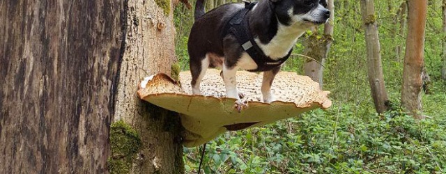 Donderdag 7 januari Plaatje: Hond op paddenstoel