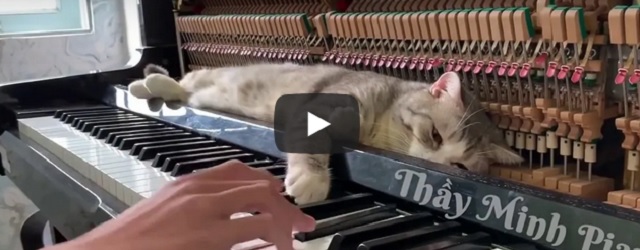 Maandag 5 juli Filmpje: Kat ligt in piano