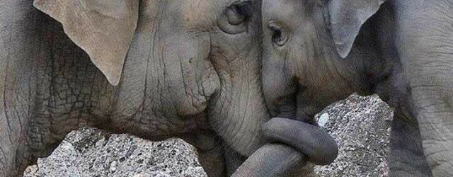 Zaterdag 21 augustus Plaatje: Schattige olifanten