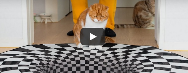 Zondag 10 april Filmpje: Kun je katten foppen met een mat?