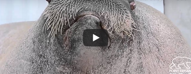 Woensdag 4 mei Filmpje: Gruntende walrus