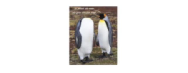 Zondag 27 november Plaatje: Als een pinguïn zonder kop